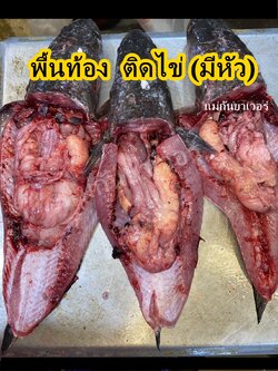 พื้นท้องติดไข่ปลาช่อน