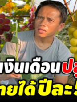 หนุ่มบัญชีเบื่องานหันเป็นนายตัวเอง ทำสวนองุ่นสร้างรายได้ปีละ 5 แสน