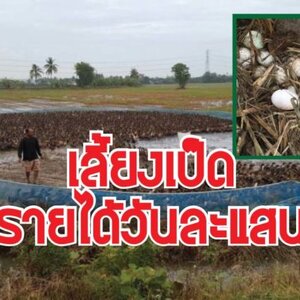 เลี้ยงเป็ด 4 หมื่นตัว เก็บไข่ขายยี่ปั๊วทุกวัน สร้างรายได้วันละแสน