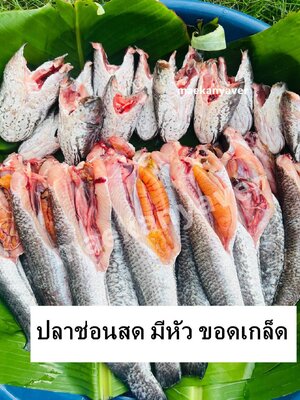 ปลาช่อนสด