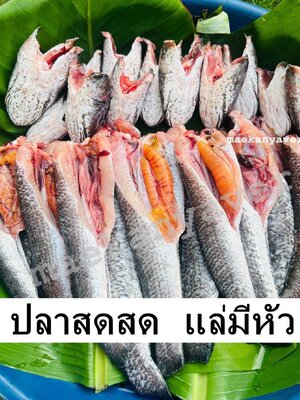 ปลาช่อน ขอดเกล็ดแล้ว มีเนื้อ หัว พื้นท้อง (สด)