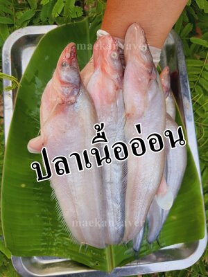 ปลาเนื้ออ่อนสด น้ำจืด ขนาด 10-15 ตัวต่อ/โล