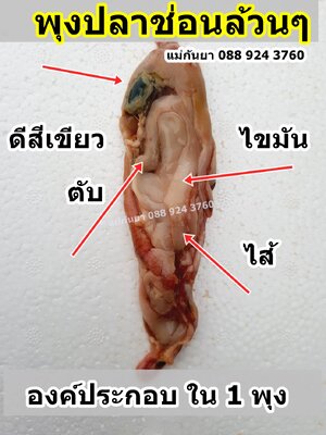 พุงล้วนๆปลาช่อนสด
