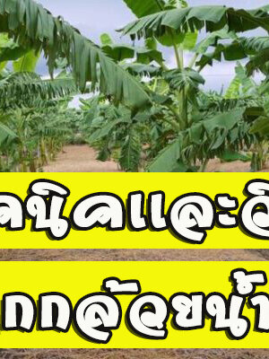 เทคนิค วิธีปลูกกล้วยน้ำว้า และ การขยายพันธุ์