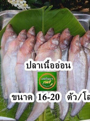 ปลาเนื้ออ่อนสด น้ำจืด ขนาด 16-20 ตัวต่อ/โล