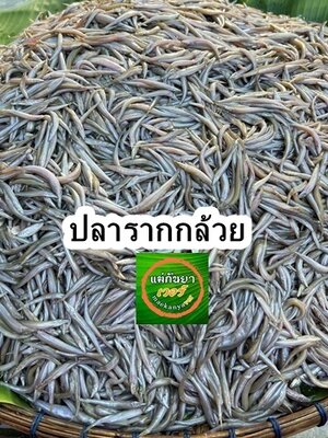 ปลารากกล้วย สด