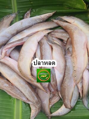 ปลาหลด สด
