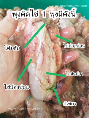 พุงไข่ปลาช่อน