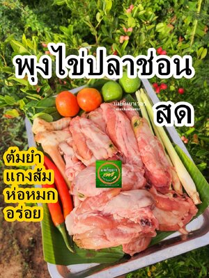 พุงไข่ปลาช่อน