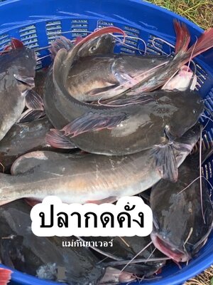 ปลากดคัง ตัว 2 โล (น้ำจืด)