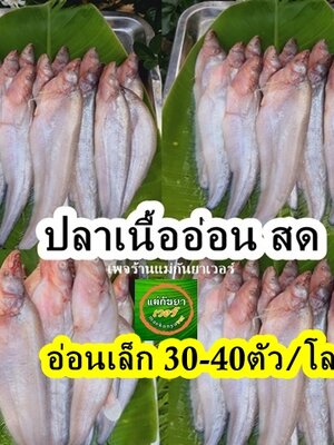 ปลาเนื้ออ่อนสด น้ำจืด ขนาด 30-40 ตัวต่อ/โล