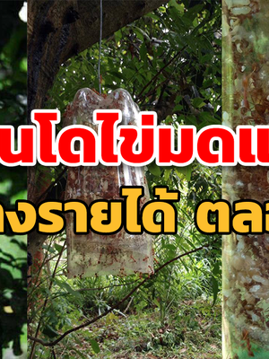 ลองกันยัง?! เลี้ยงมดแดง แบบคอนโด 10-15 วันสร้างรายได้ หลายหมื่นบาท